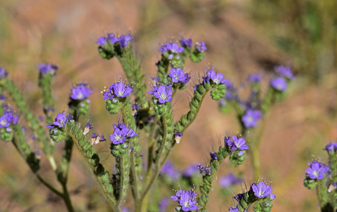 Cleftleaf Wildheliotrope blooms from February to June. Phacelia crenulata